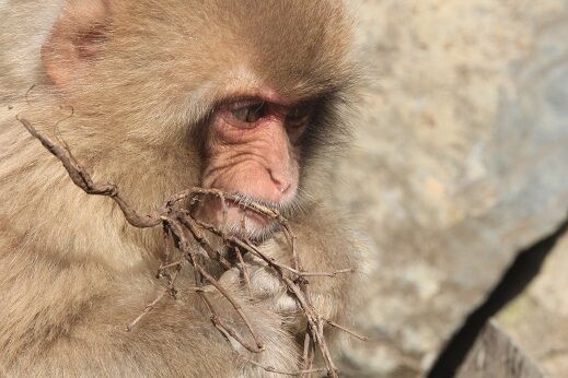サヨナラだけが人生さ 地獄谷野猿公苑 ふぃーるどのーと サヨナラだけが人生さ 地獄谷野猿公苑 ふぃーるどのーと