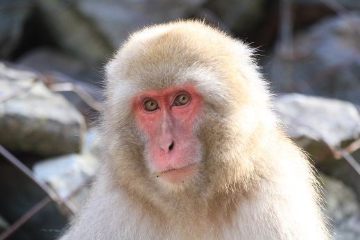 サルのお腹は青い 地獄谷野猿公苑 ふぃーるどのーと