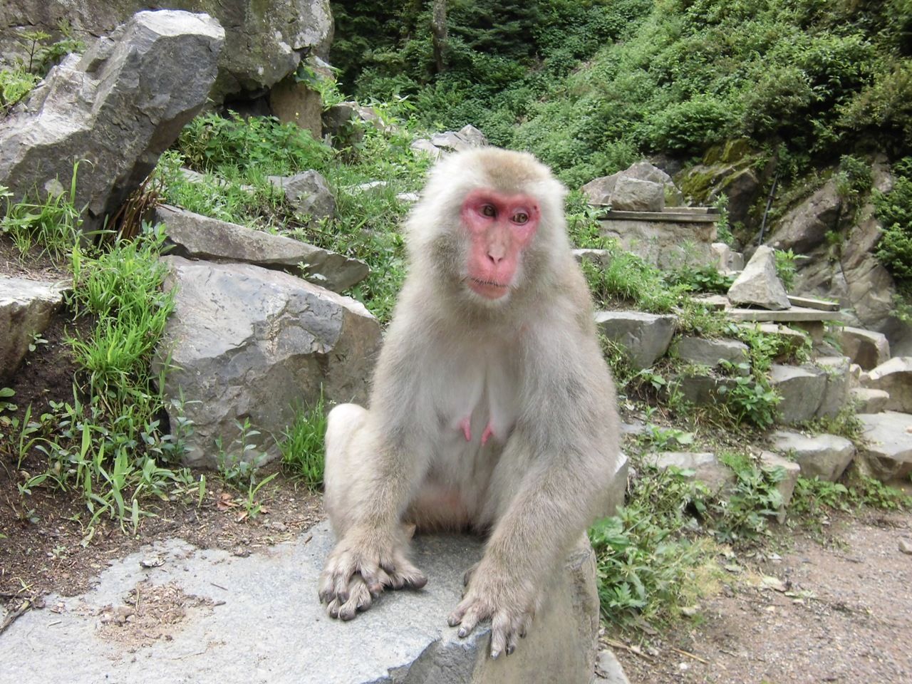 サル紹介11 : 地獄谷野猿公苑 ふぃーるどのーと