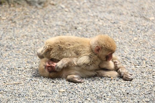 じゃれあい 地獄谷野猿公苑 ふぃーるどのーと