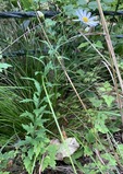 IMG_0904[1]