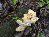 DSC00995