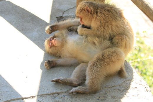 夏日 : 地獄谷野猿公苑 ふぃーるどのーと