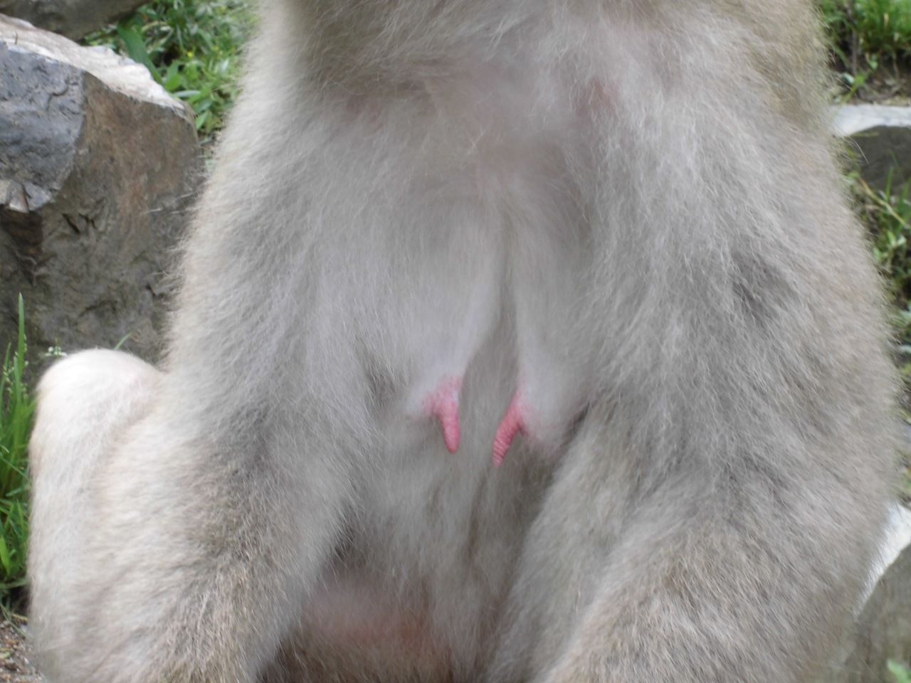 サル紹介11 : 地獄谷野猿公苑 ふぃーるどのーと
