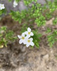 ユキヤナギ