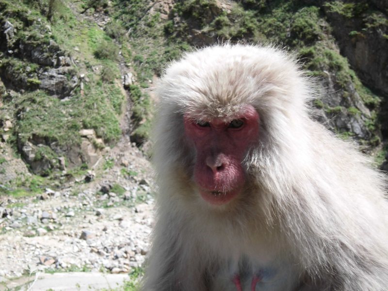 サル紹介8 地獄谷野猿公苑 ふぃーるどのーと