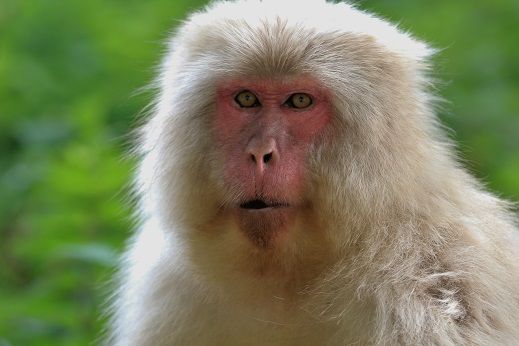 口を染める 地獄谷野猿公苑 ふぃーるどのーと