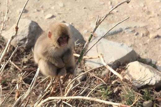 サヨナラだけが人生さ 地獄谷野猿公苑 ふぃーるどのーと サヨナラだけが人生さ 地獄谷野猿公苑 ふぃーるどのーと