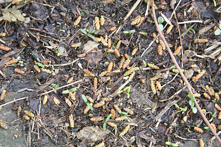 王蟲の大群 地獄谷野猿公苑 ふぃーるどのーと