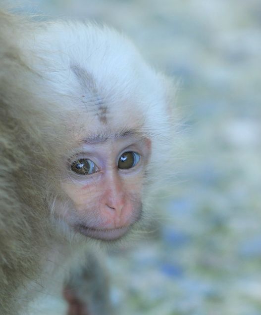 【帯付き】まけるな！モズちゃん 地獄谷のサルと友だちになって20年 帯付き】まけるな！モズちゃん 地獄谷のサルと友だちになって20