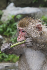 �����Υ���