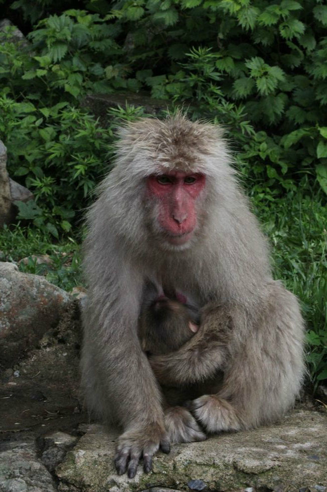 これで最後かな 地獄谷野猿公苑 ふぃーるどのーと