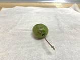 サルナシ