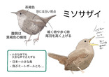 ミソサザイ