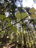 ウリハダカエデ