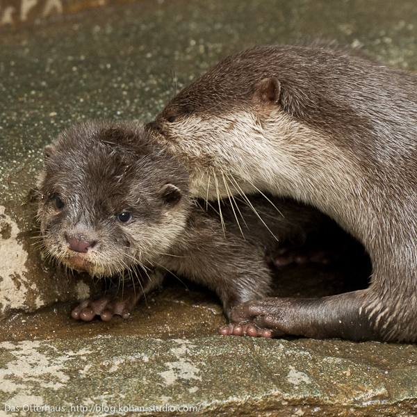 Das Otterhaus カワウソ舎 市川カワウソ かっこいいちびうそ