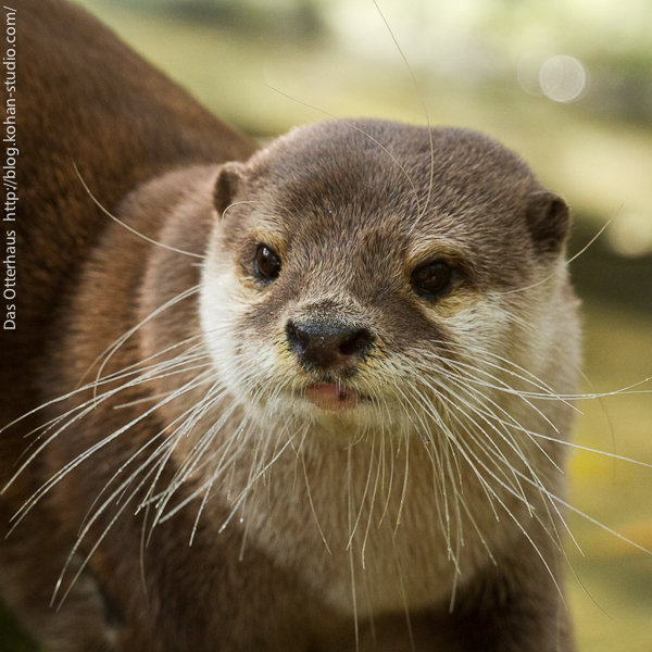 Das Otterhaus カワウソ舎 長崎カワウソ 2年は長かった