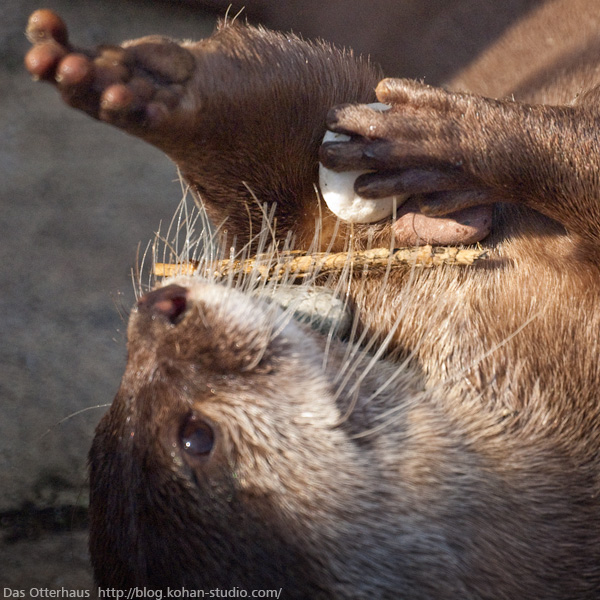 Das Otterhaus カワウソ舎 ニジマス カワウソ Das Otterhaus カワウソ舎 ニジマス カワウソ