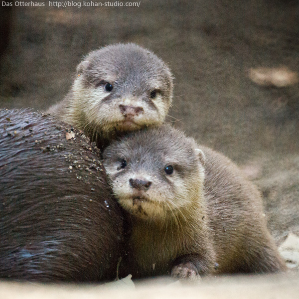 Das Otterhaus カワウソ舎 千葉カワウソ ちびうそデビュー 1