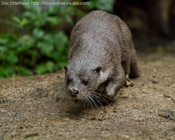 Das Otterhaus カワウソ舎 追悼 ズーラシアのユイお母さん Das Otterhaus カワウソ舎 追悼 ズーラシアのユイお母さん