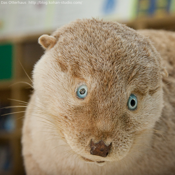 Das Otterhaus カワウソ舎 いなくなっちゃったカワウソ