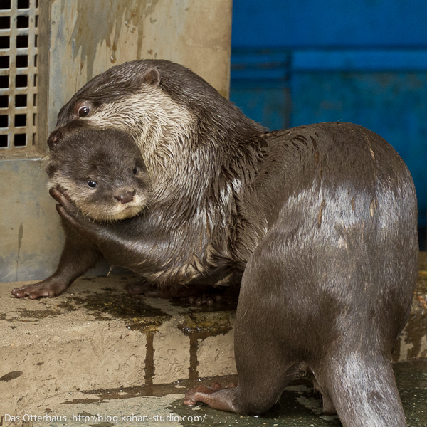 Das Otterhaus カワウソ舎 市川カワウソ かっこいいちびうそ