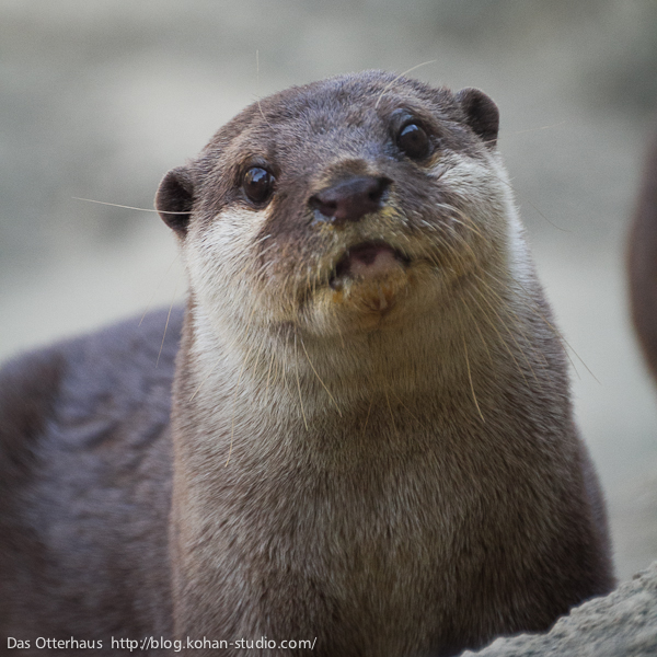 Das Otterhaus カワウソ舎 上野カワウソ マレーシア仲間 Das Otterhaus カワウソ舎 上野カワウソ マレーシア仲間