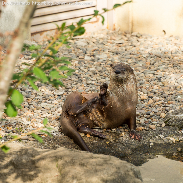 カワウソ ブリーディング