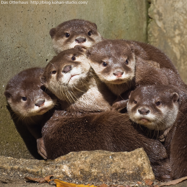 種類 カワウソ