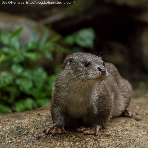 Das Otterhaus カワウソ舎 追悼 ズーラシアのユイお母さん Das Otterhaus カワウソ舎 追悼 ズーラシアのユイお母さん