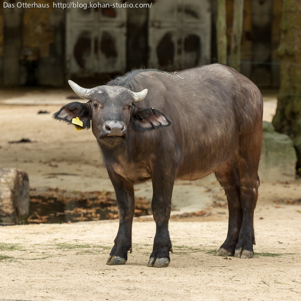 Das Otterhaus カワウソ舎 アントワープ動物園 その4