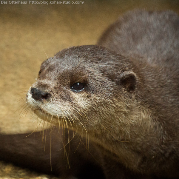 Das Otterhaus カワウソ舎 鹿児島カワウソ ジロウ老師