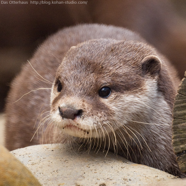 Das Otterhaus カワウソ舎 水中ジャグリング カワウソ