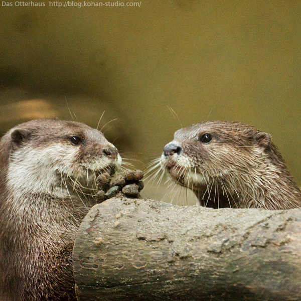 Das Otterhaus カワウソ舎 千葉カワウソ ナナフシちゃんと葉っぱマニア Das Otterhaus カワウソ舎 千葉カワウソ ナナフシちゃんと葉っぱマニア