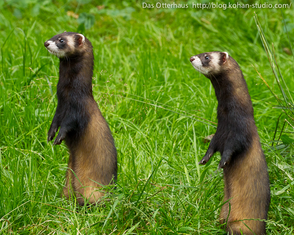 Das Otterhaus カワウソ舎 ヨーロッパケナガイタチ ドイツカワウソセンター