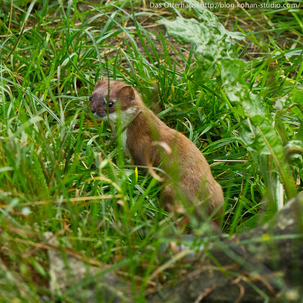 Das Otterhaus カワウソ舎 アナグマ オコジョ ミンク ドイツカワウソセンター