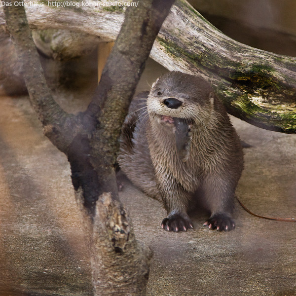 カワウソ 寿命