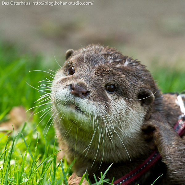 Das Otterhaus カワウソ舎 ドイツでいちばん有名なカワウソに会いに行く