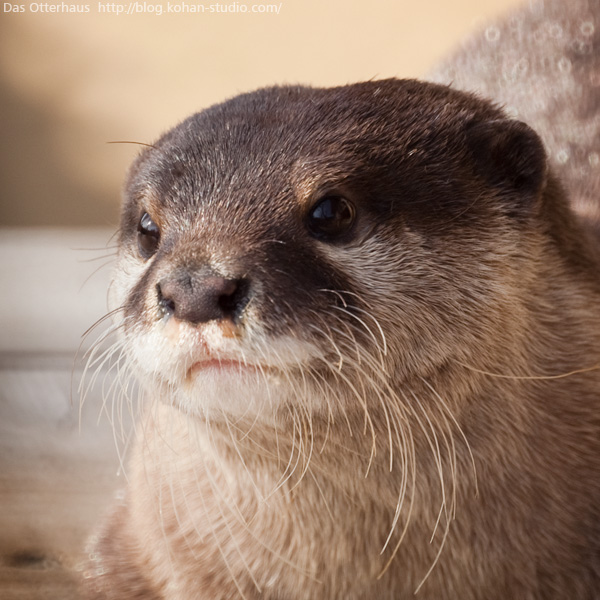 Das Otterhaus カワウソ舎 むずかしいカワウソ