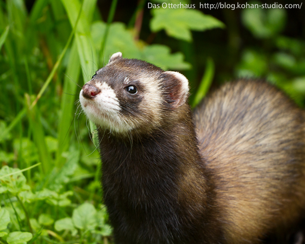 Das Otterhaus カワウソ舎 ヨーロッパケナガイタチ ドイツカワウソセンター