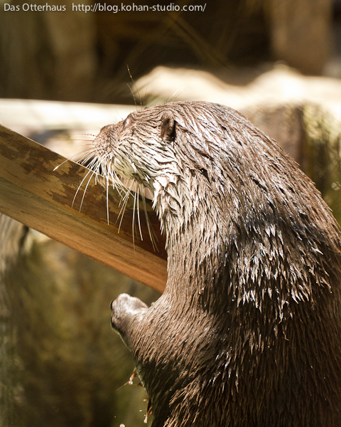 Das Otterhaus カワウソ舎 上野カワウソ 今週のドナウ 4