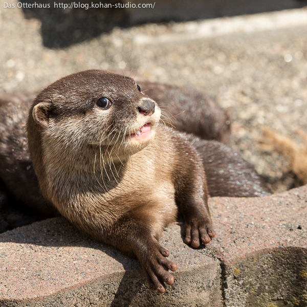 Das Otterhaus カワウソ舎 市川カワウソ 握手パイプとお別れ会と