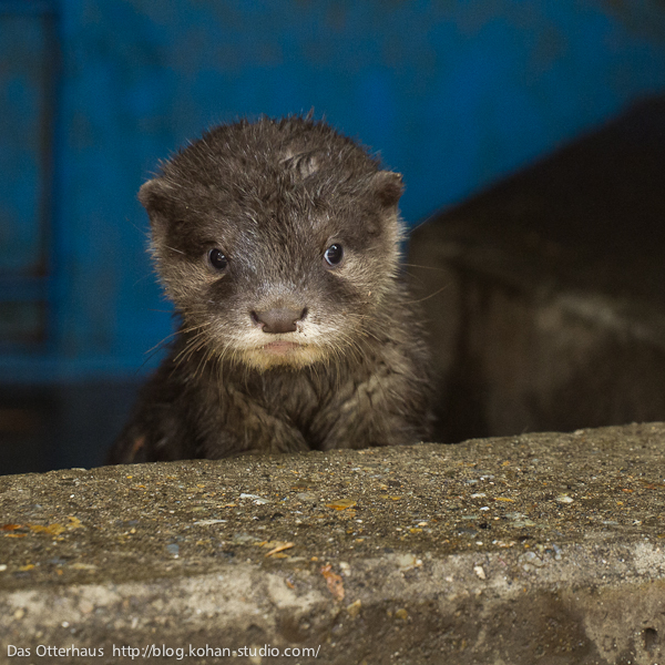 Das Otterhaus カワウソ舎 市川カワウソ かっこいいちびうそ