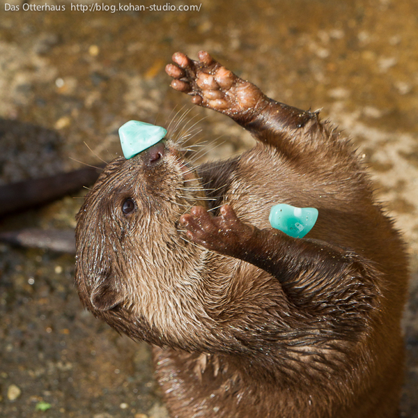 Das Otterhaus カワウソ舎 市川カワウソ 砂場と遊具が復活