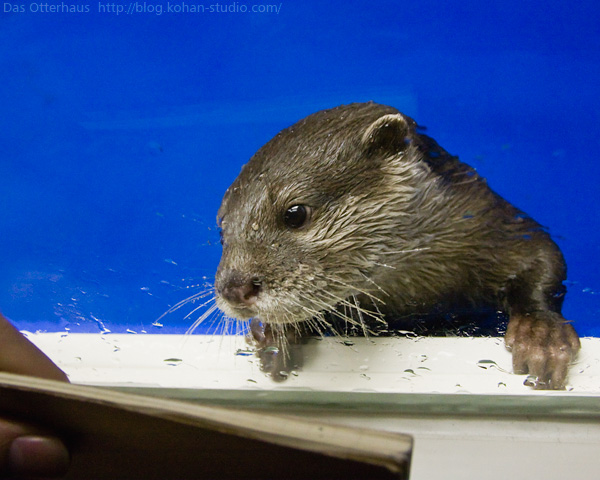 Das Otterhaus カワウソ舎 越前カワウソ Das Otterhaus カワウソ舎 越前カワウソ