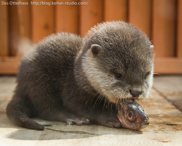 Das Otterhaus カワウソ舎 ひらパーカワウソ ちびうそとアジの頭