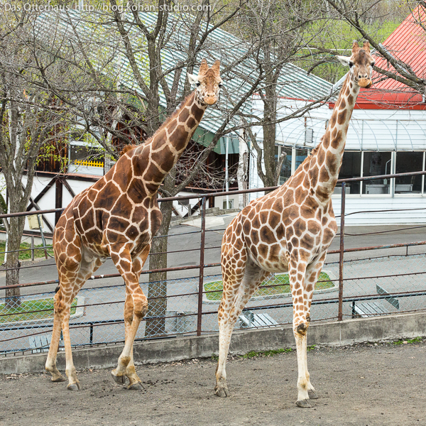 Das Otterhaus カワウソ舎 旭川市旭山動物園