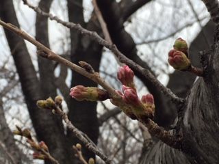 IMG_3871