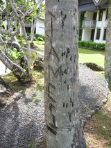 �ѥ饪���Ĥ�