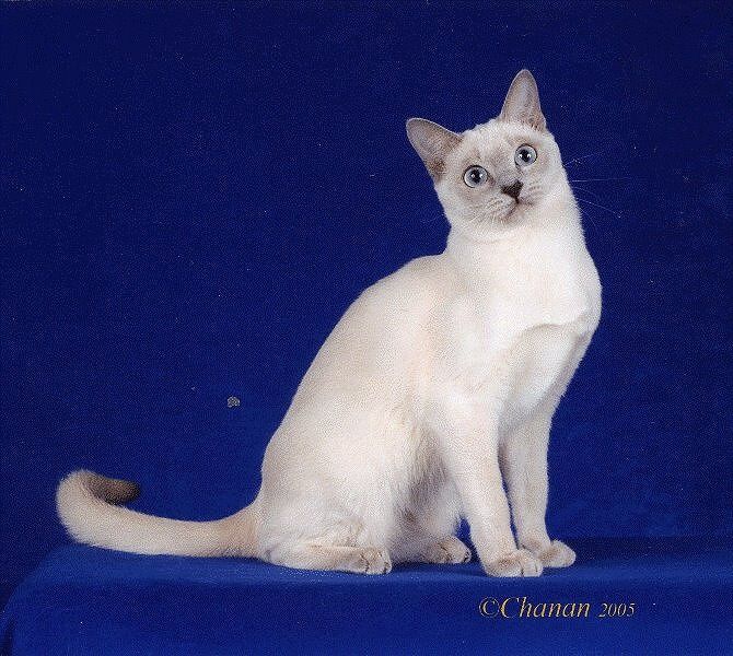 Cattery Peach Fleur : トンキニーズの子猫情報 ブリーダー 